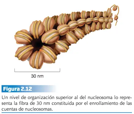 Mendel14 Estructura del Cromosoma Eucariótico