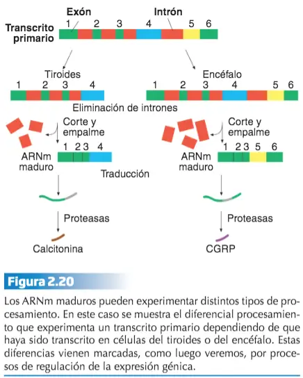 Mendel22 La Expresión Génica: la Información en Acción
