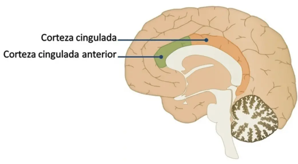 cortex cingulado TEORÍAS SOBRE EL ORIGEN Y NATURALEZA DE LA ToM