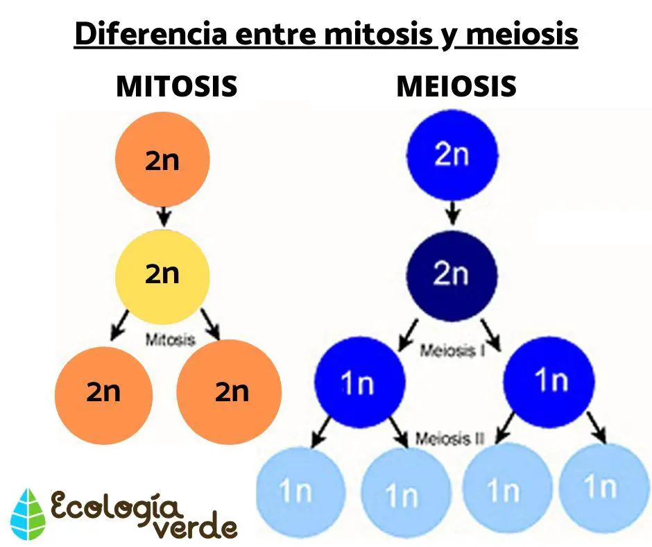 diferencia entre mitosis y meiosis 2551 orig GENÉTICA MENDELIANA DE LA CONDUCTA